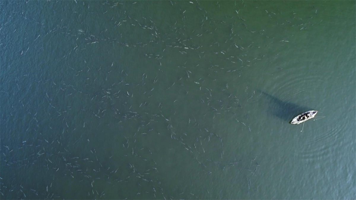 Amazing drone footage of the bluefish swarm