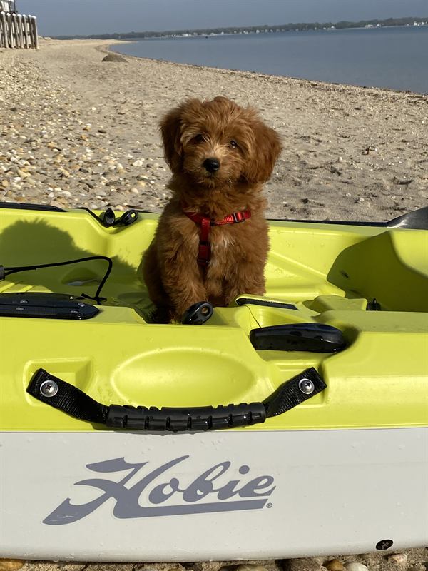 Puppy Hobie sitting on a yellow Hobie kayak