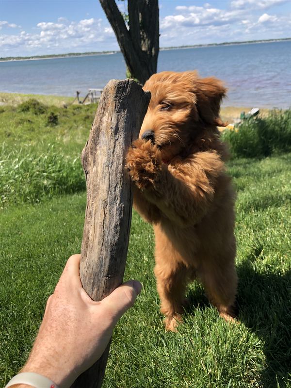 Puppy Hobie standing up against a piece of driftwood