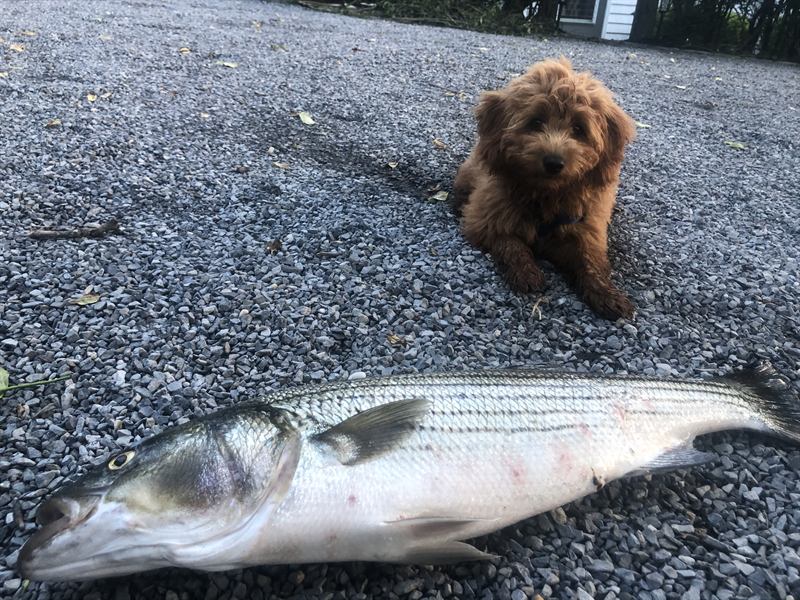 Puppy Hobie on the gravel next to a striped bass