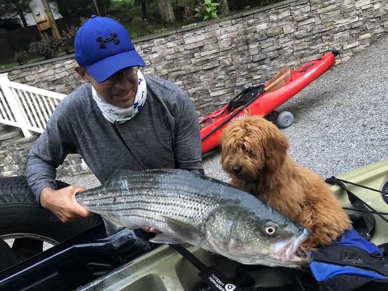 Hobie checking out a freshly caught striped bass