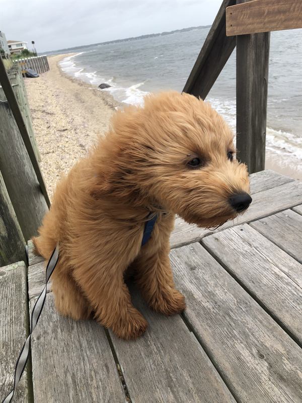 Hobie sitting on a weathered deck above the beach