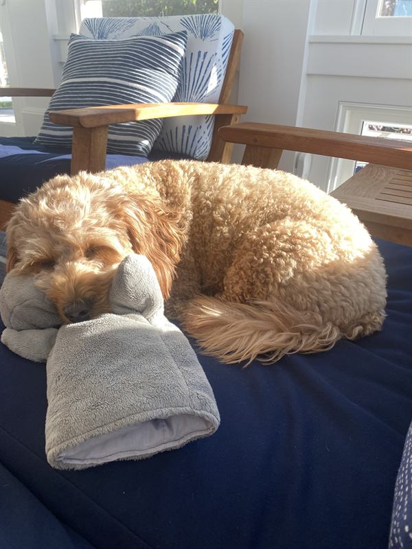 Hobie curled up asleep on a cushion