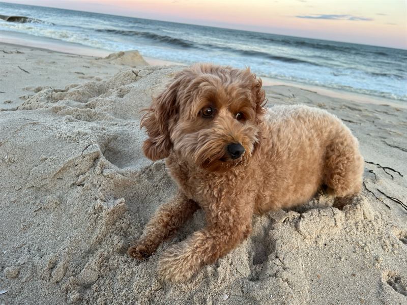 Hobie lying in the sand at sunset