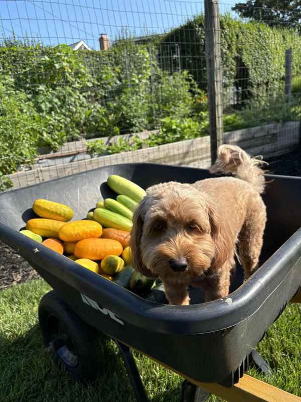 Hobie in a wheelbarrow full of cucumbers and squash