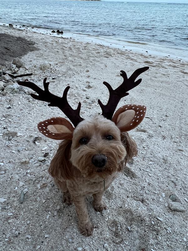 Hobie wearing reindeer antlers on the beach
