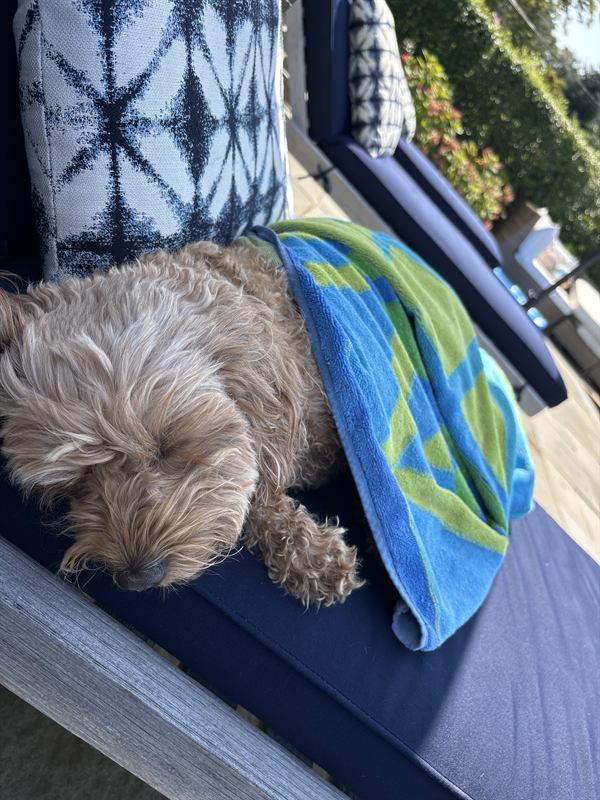 Hobie asleep next to a striped beach towel