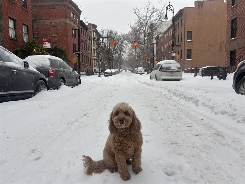 Hobie sitting in the middle of a snowy street