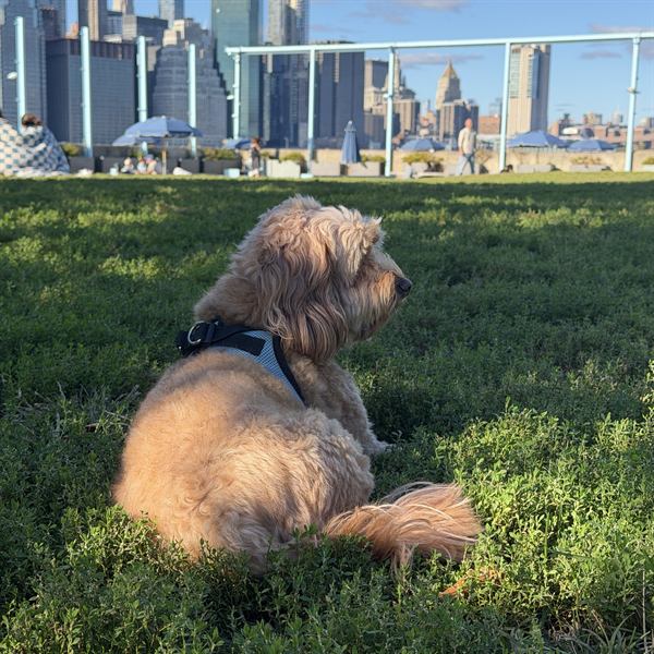 Hobie lying on the grass in front of a city skyline