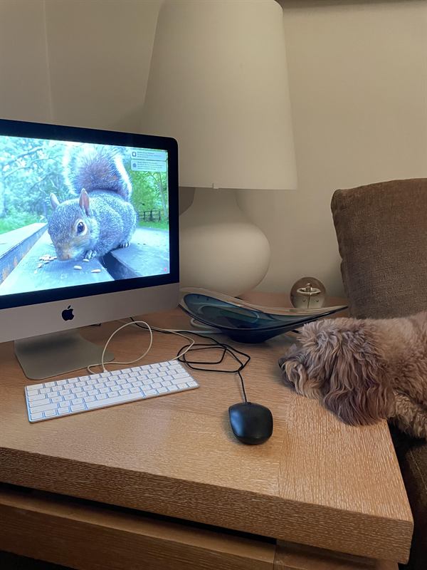 Hobie resting on a desk while a squirrel video plays on the computer