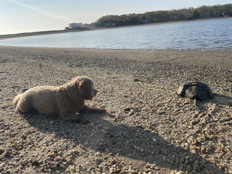 Hobie stretched out on a pebble beach