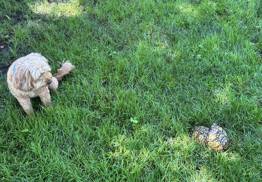 Hobie eyeing a box turtle in the grass