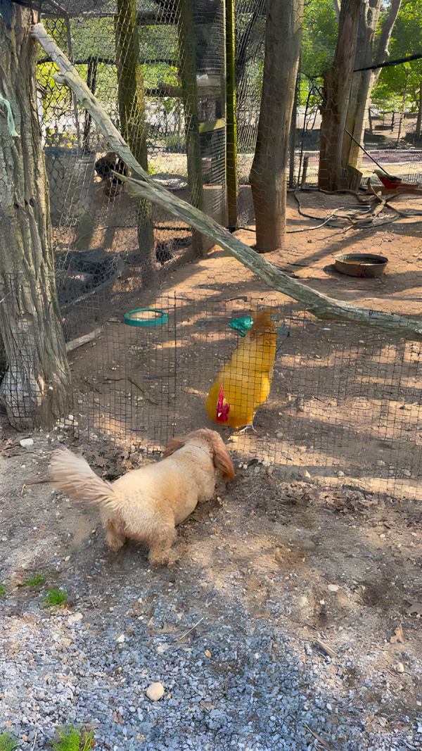 Hobie face to face with a rooster