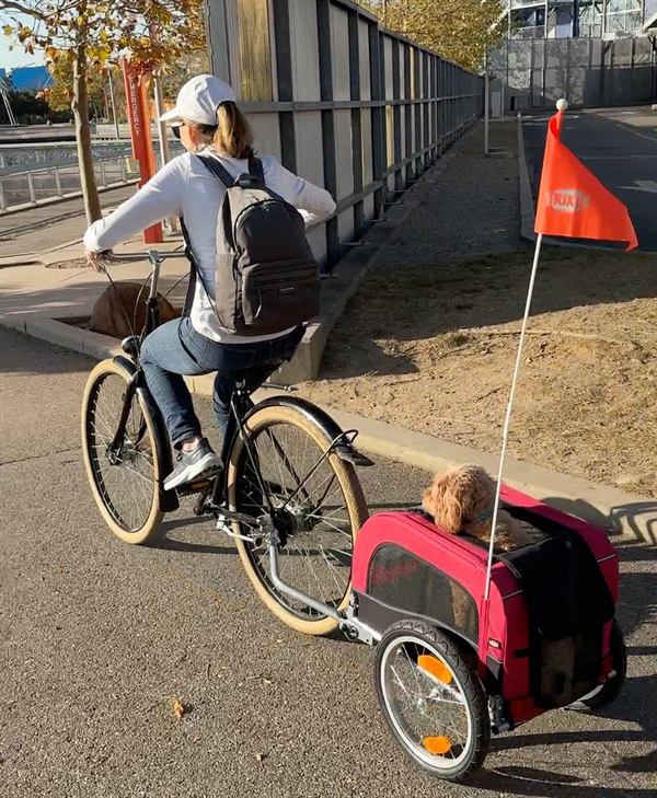 Hobie riding in a red bike trailer along the waterfront