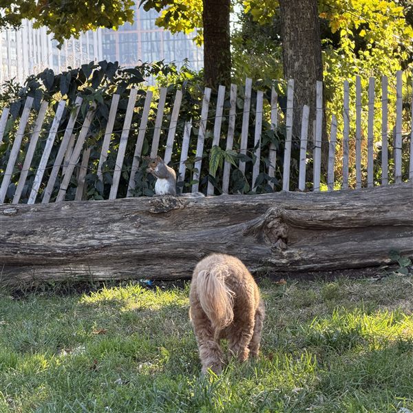 Hobie sizing up a squirrel perched on a log in the park