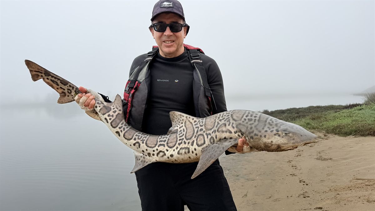 Kayak fishing for leopard sharks in Morro Bay