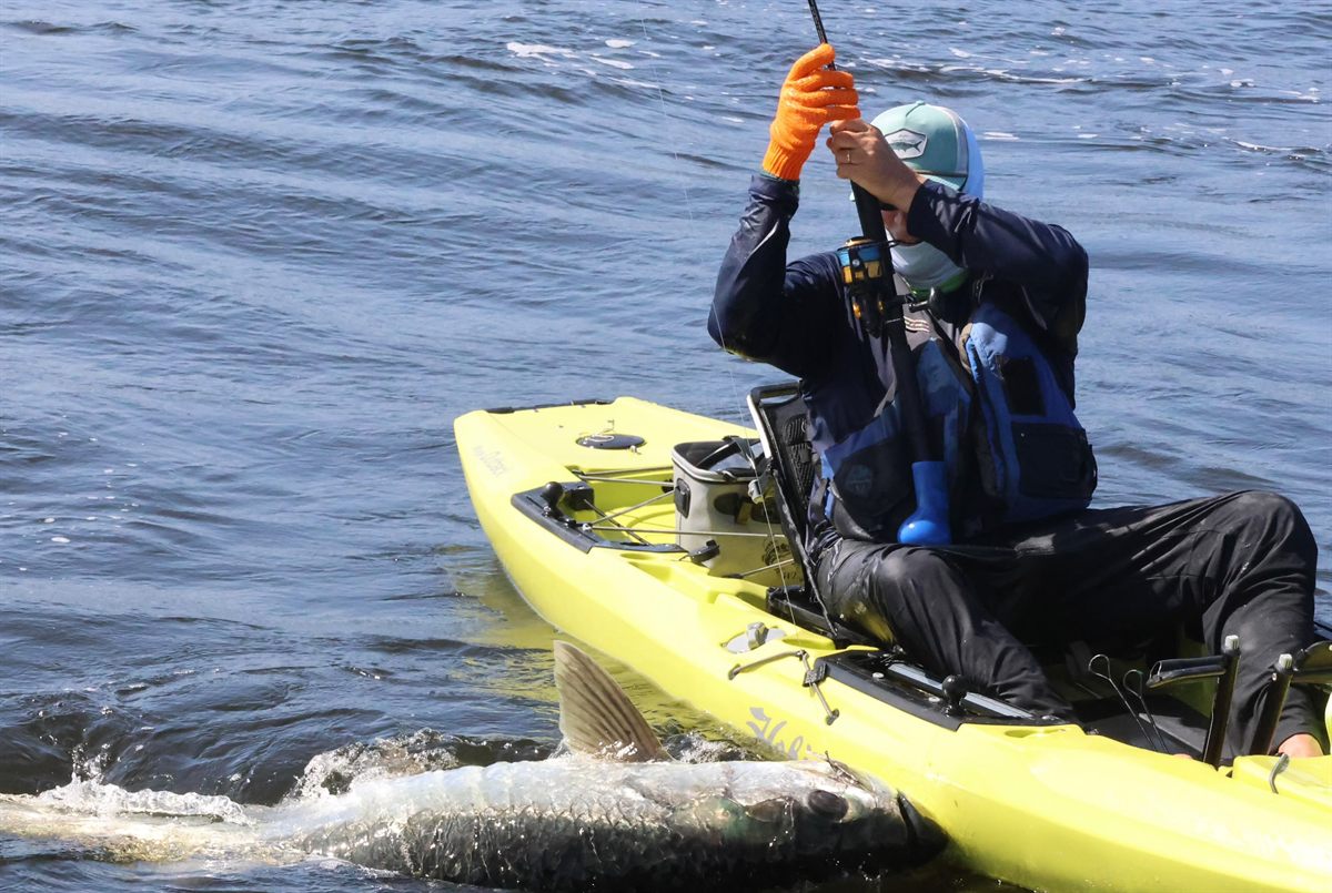 Monster 200 lb tarpon in Trinidad